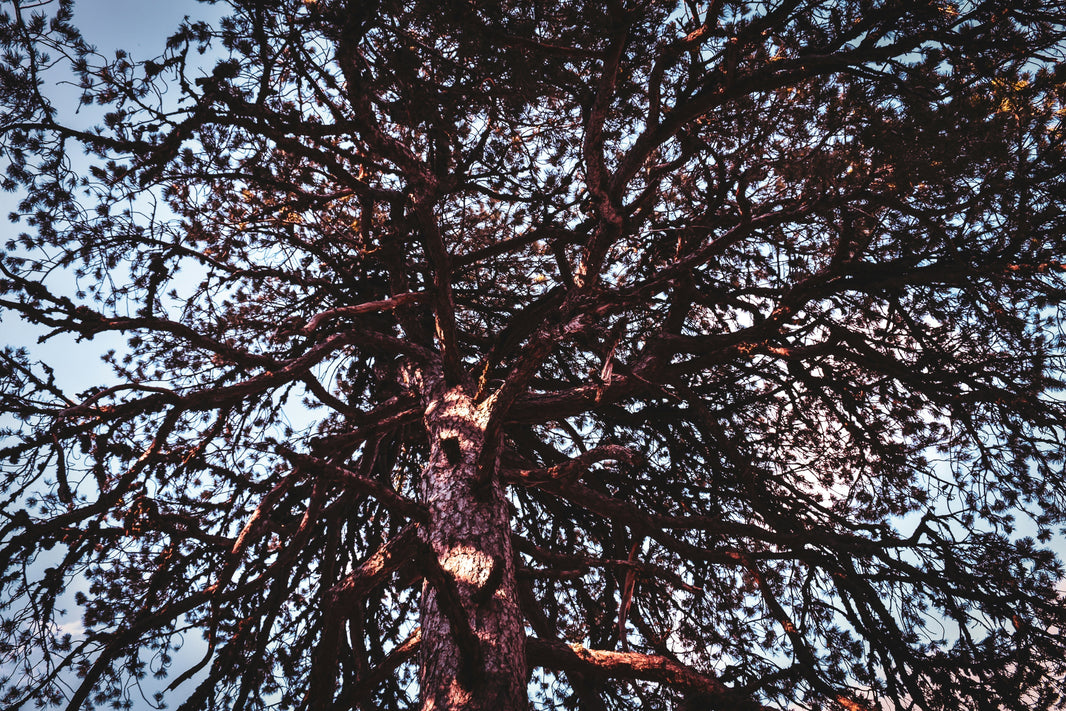 
Shopify Markets vs Markets Pro